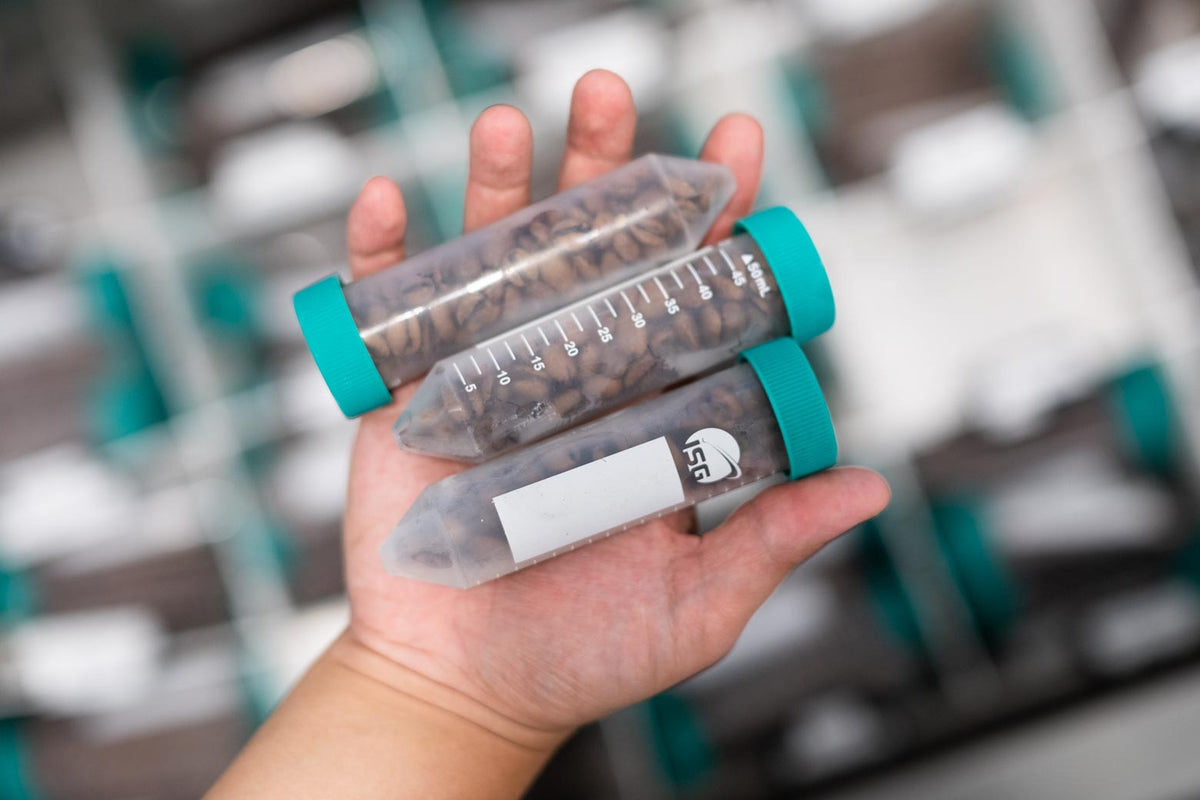 ONA frozen coffee tubes