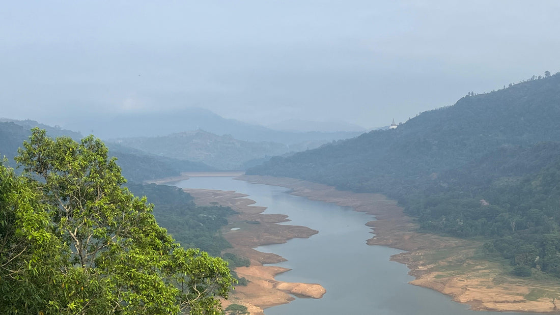 Unfamiliar Origins: Sri Lanka's return to coffee