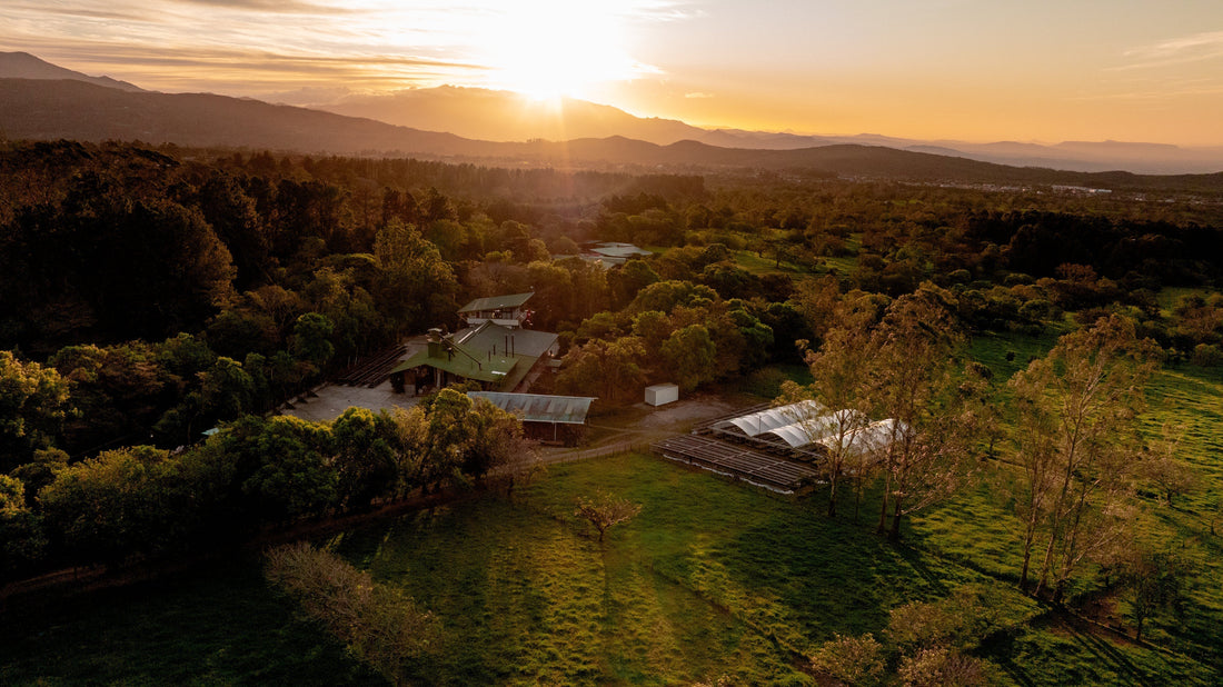 Hacienda La Esmeralda: A Journey Through Terroir