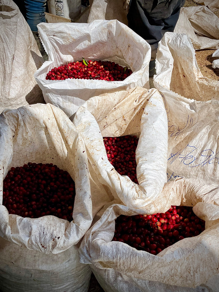 Exploring different coffee species — And why it matters