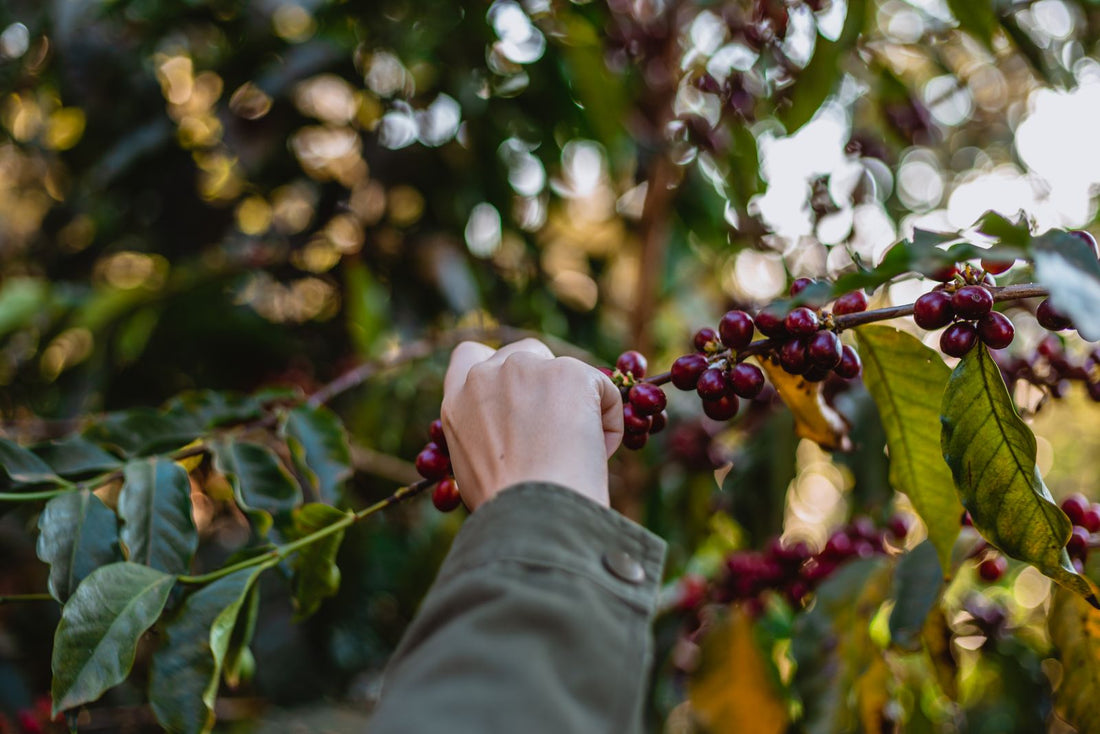 From Bean to Brew: The 7 Step Journey of Coffee from Farm to Cup