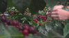 Hand-picking ripe coffee cherries at an ONA-sourced farm